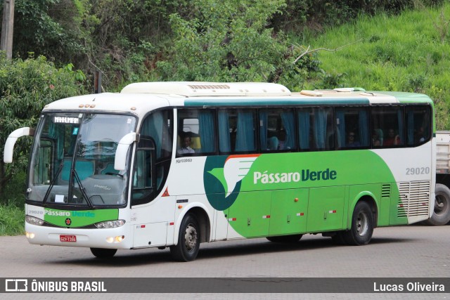 Pássaro Verde 29020 na cidade de Mariana, Minas Gerais, Brasil, por Lucas Oliveira. ID da foto: 10596747.