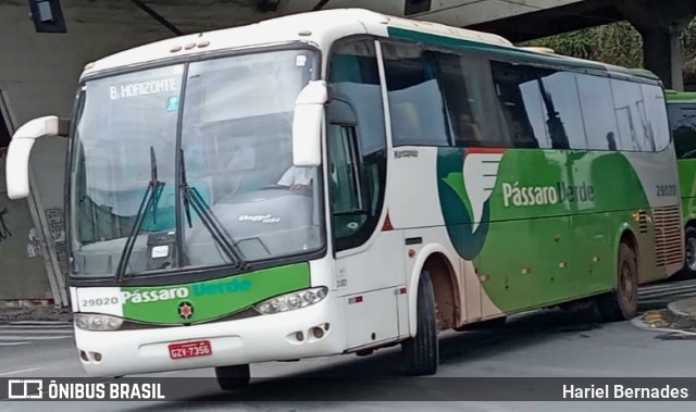 Pássaro Verde 29020 na cidade de Belo Horizonte, Minas Gerais, Brasil, por Hariel Bernades. ID da foto: 10663972.