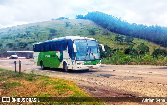 Pássaro Verde 29020 na cidade de São Domingos do Prata, Minas Gerais, Brasil, por Adrian Sena. ID da foto: 9850542.