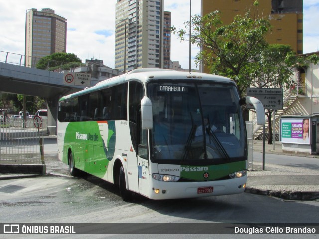 Pássaro Verde 29020 na cidade de Belo Horizonte, Minas Gerais, Brasil, por Douglas Célio Brandao. ID da foto: 9933685.