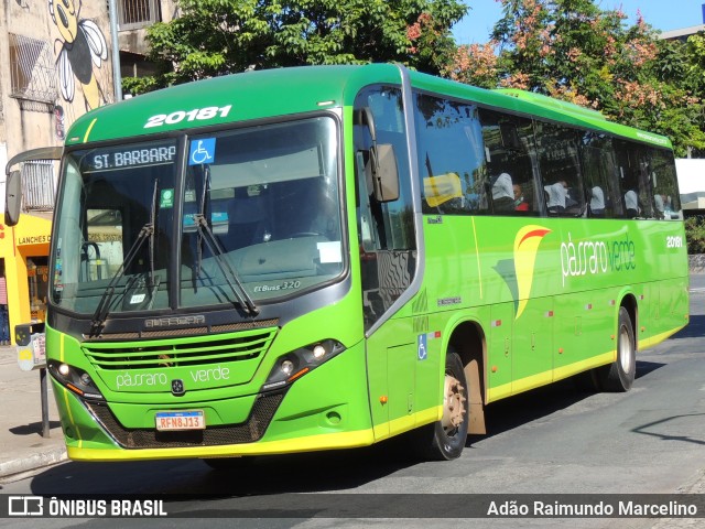 Pássaro Verde 20181 na cidade de Belo Horizonte, Minas Gerais, Brasil, por Adão Raimundo Marcelino. ID da foto: 9939045.