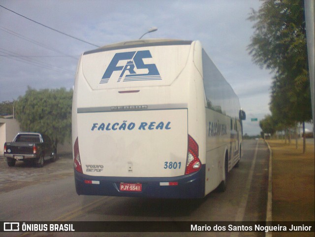 Falcão Real 3801 na cidade de Piritiba, Bahia, Brasil, por Mario dos Santos Nogueira Junior. ID da foto: 10003653.