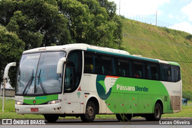 Pássaro Verde 29020 na cidade de Muriaé, Minas Gerais, Brasil, por Lucas Oliveira. Número da foto: #10019045.