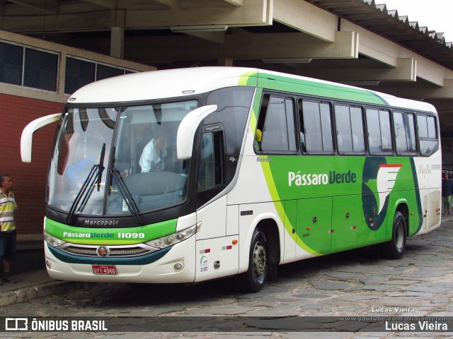 Pássaro Verde 11099 na cidade de Diamantina, Minas Gerais, Brasil, por Lucas Vieira. ID da foto: 10052714.