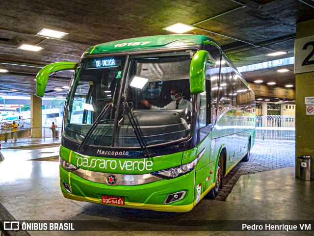 Pássaro Verde 19157 na cidade de Belo Horizonte, Minas Gerais, Brasil, por Pedro Henrique VM. ID da foto: 10124679.