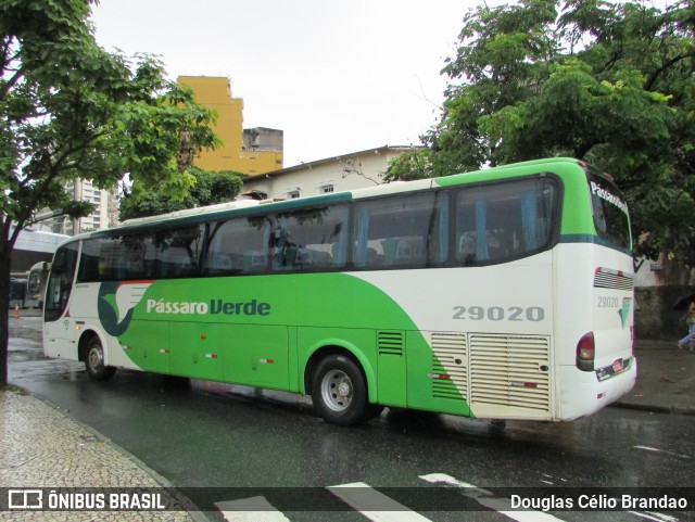 Pássaro Verde 29020 na cidade de Belo Horizonte, Minas Gerais, Brasil, por Douglas Célio Brandao. ID da foto: 10137076.