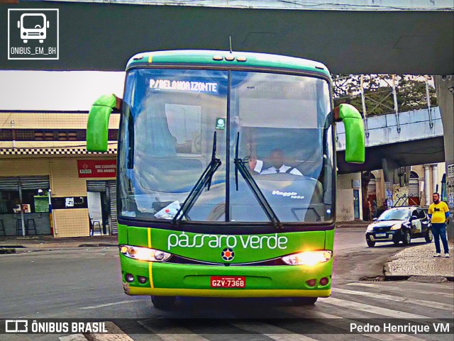 Pássaro Verde 29019 na cidade de Belo Horizonte, Minas Gerais, Brasil, por Pedro Henrique VM. ID da foto: 10059597.