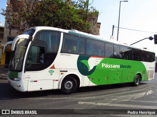 Pássaro Verde 29020 na cidade de Belo Horizonte, Minas Gerais, Brasil, por Pedro Henrique. ID da foto: 10142342.