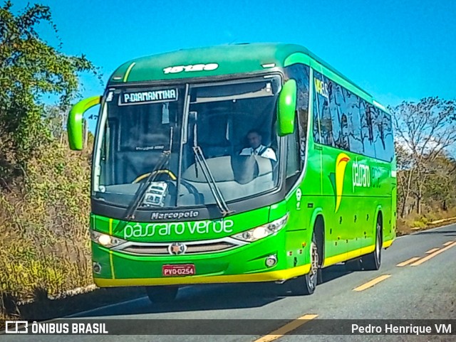 Pássaro Verde 15129 na cidade de Gouveia, Minas Gerais, Brasil, por Pedro Henrique VM. ID da foto: 10224856.