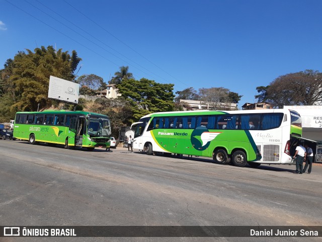 Pássaro Verde 11101 na cidade de Ouro Preto, Minas Gerais, Brasil, por Daniel Junior Sena. ID da foto: 10250648.